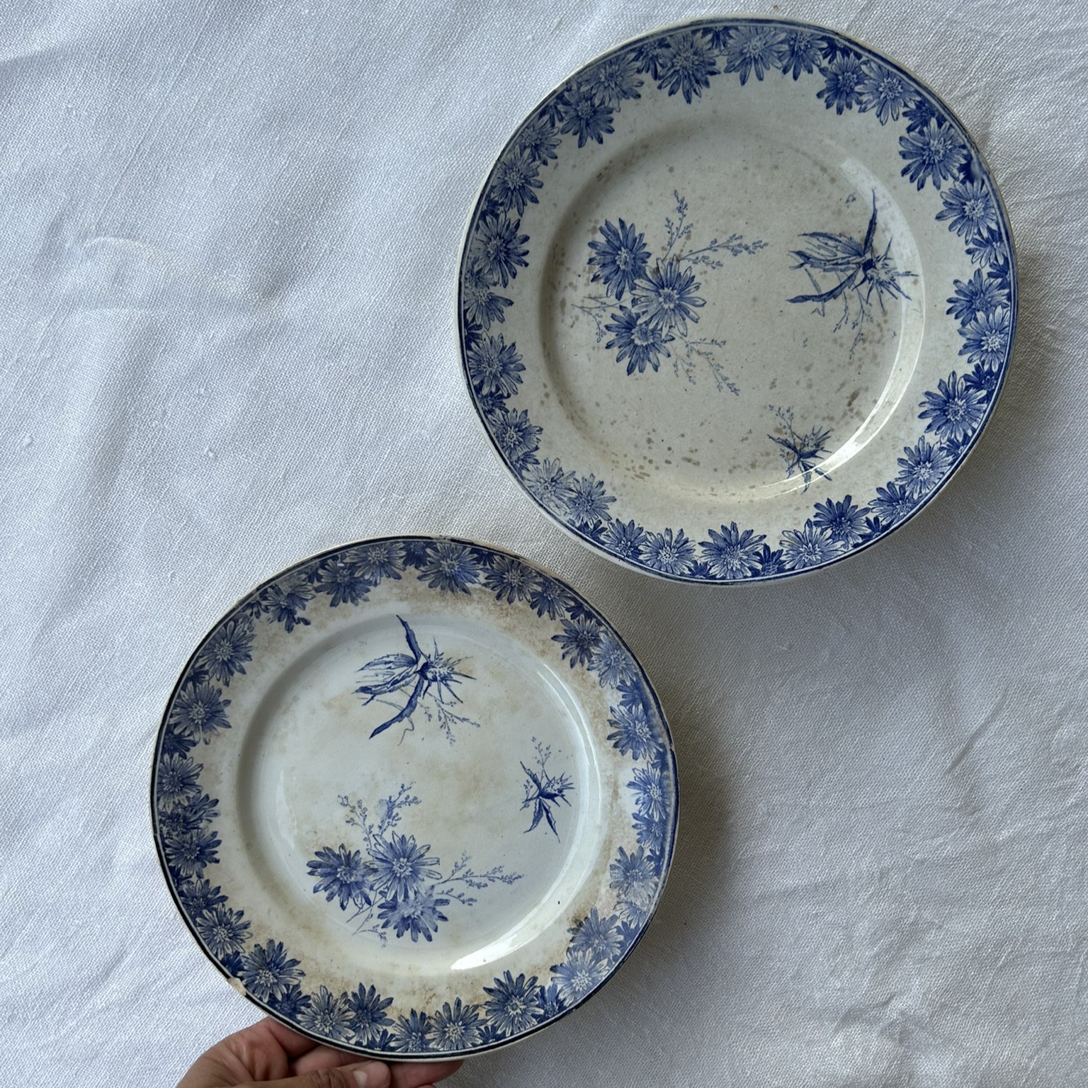 R307 Plato semi altura Marguerites (1) R307 Plato semi altura Marguerites (1)