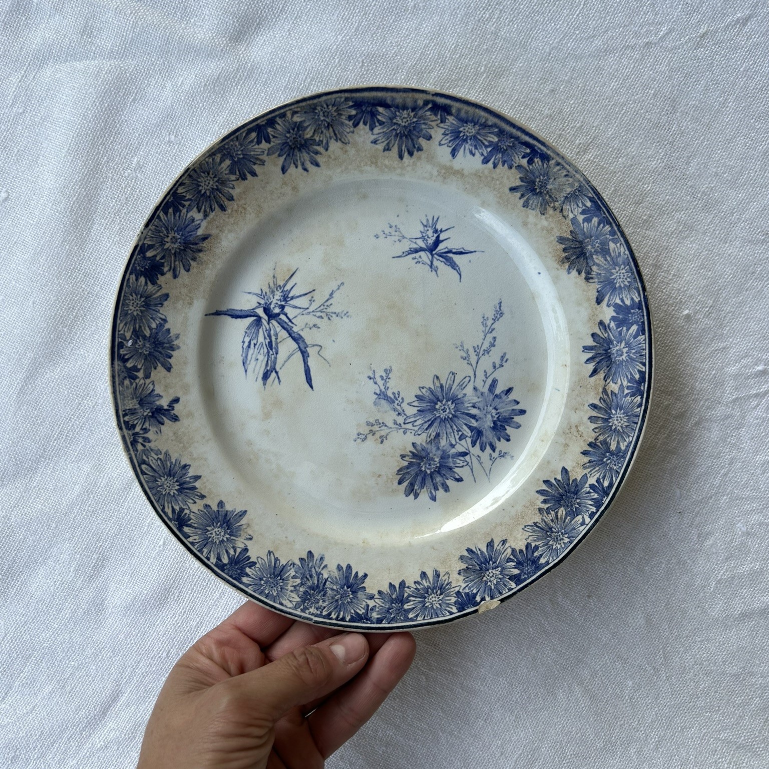 R307 Plato semi altura Marguerites (5) R307 Plato semi altura Marguerites (5)